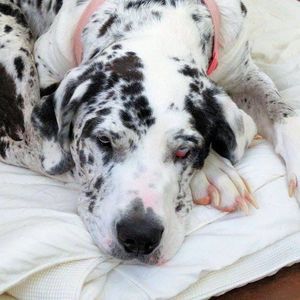 Meet your Posher, Janice